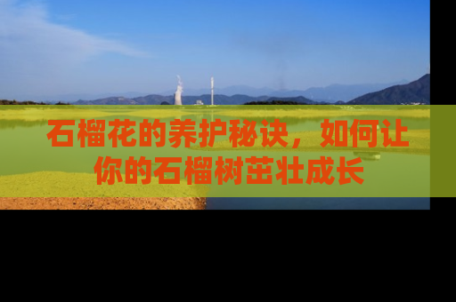 石榴花的养护秘诀，如何让你的石榴树茁壮成长